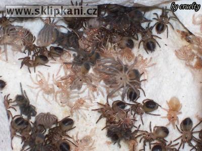 Brachypelma_vagans