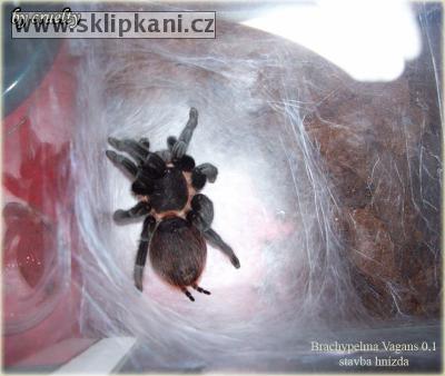 Brachypelma_vagans