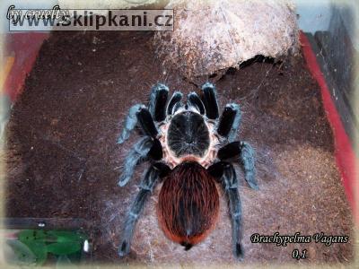 Brachypelma-vagans