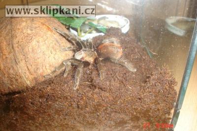 Brachypelma-vagans