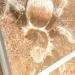 Brachypelma vagans