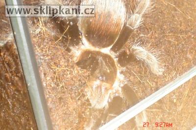 Brachypelma-vagans