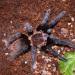 Brachypelma vagans