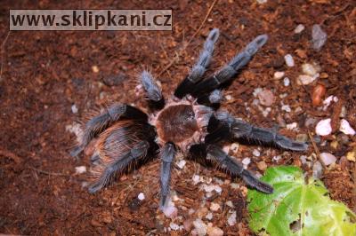 Brachypelma_vagans