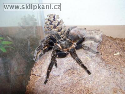 Brachypelma_vagans