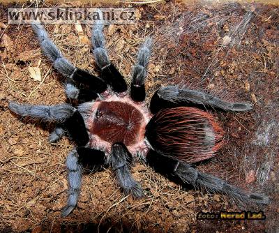 Brachypelma_vagans