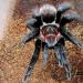 Brachypelma vagans