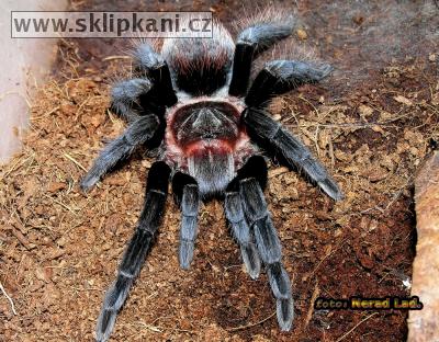 Brachypelma-vagans