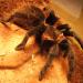 Brachypelma vagans