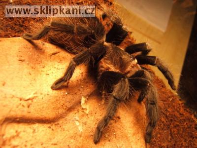 Brachypelma-vagans