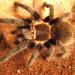 Brachypelma vagans