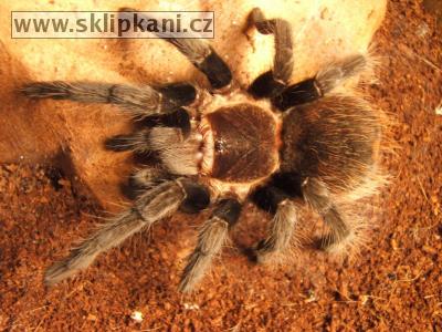 Brachypelma-vagans