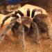 Brachypelma vagans