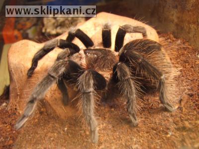 Brachypelma-vagans