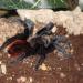 Brachypelma vagans