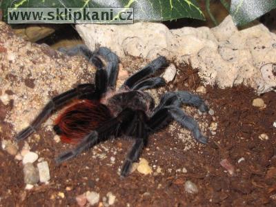 Brachypelma_vagans