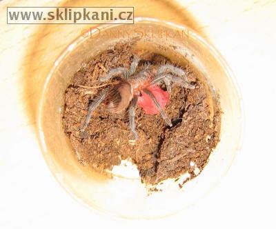 Brachypelma-vagans