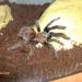 Brachypelma vagans