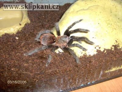 Brachypelma_vagans