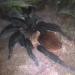 Brachypelma vagans