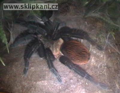 Brachypelma-vagans