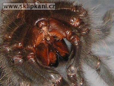 Brachypelma_vagans