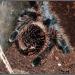 Brachypelma verdezi