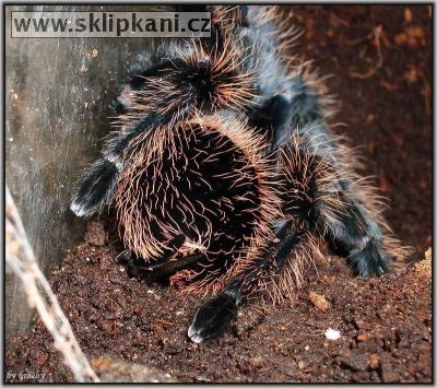 Brachypelma-verdezi