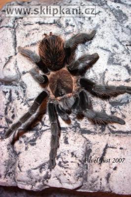 Brachypelma-verdezi