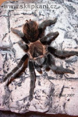 Brachypelma_verdezi