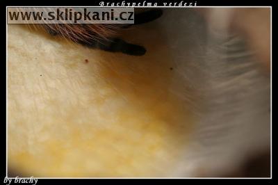 Brachypelma-verdezi