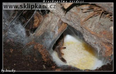Brachypelma-verdezi
