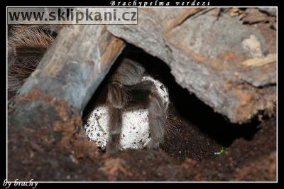 Brachypelma-verdezi
