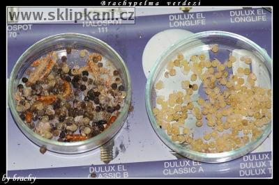 Brachypelma-verdezi