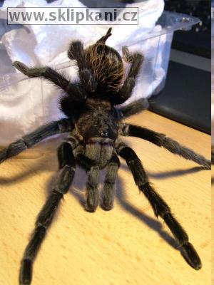 Brachypelma-verdezi