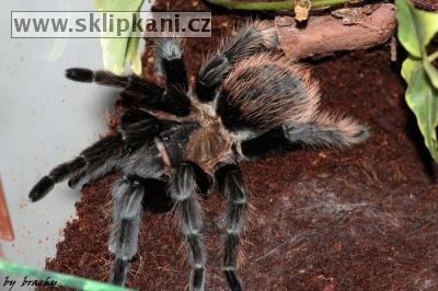 Brachypelma-verdezi