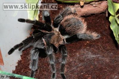 Brachypelma_verdezi