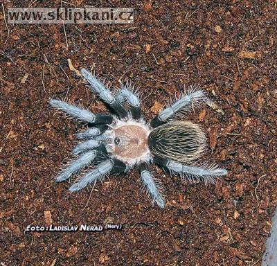Brachypelma-verdezi