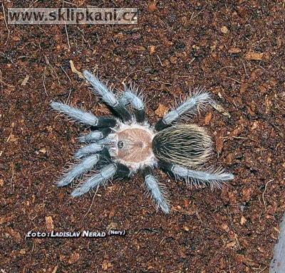 Brachypelma_verdezi