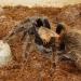 Brachypelma verdezi