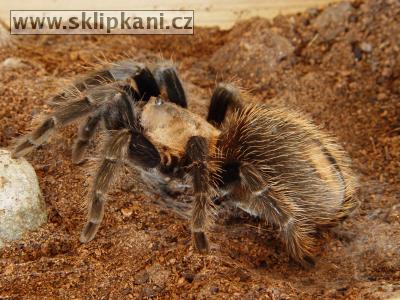 Brachypelma-verdezi