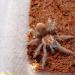 Brachypelma verdezi