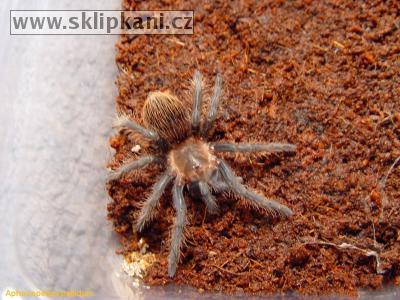 Brachypelma-verdezi