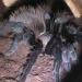 Brachypelma verdezi