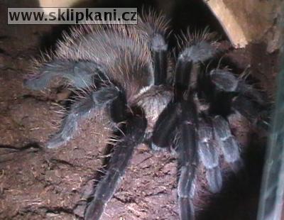 Brachypelma-verdezi