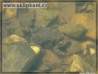 Bufo_viridis