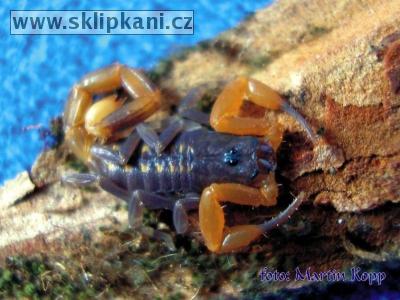 Buthidae_Isometrus