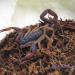 Centruroides gracilis