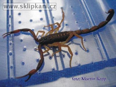 Centruroides-gracilis