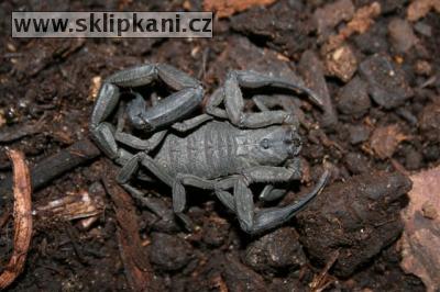 Centruroides_limbatus